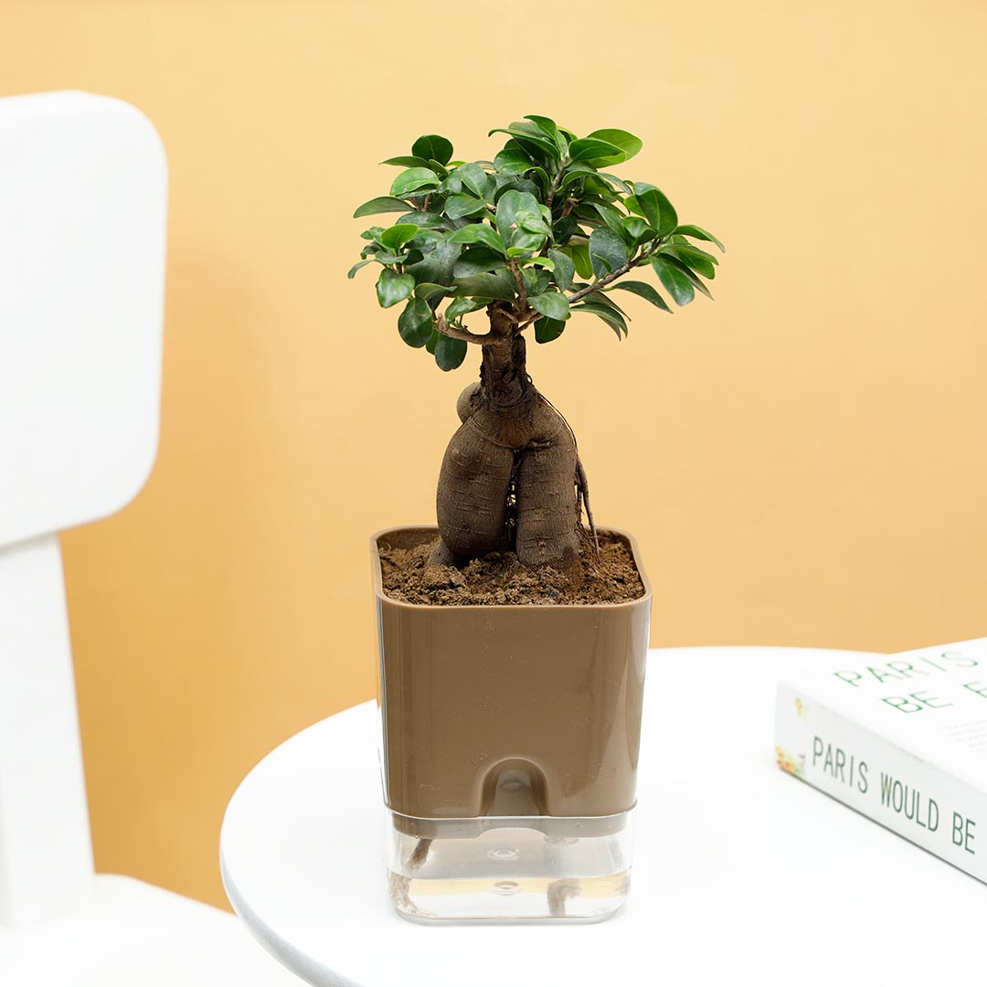 Microcarpa Bonsai In Self Watering Pot