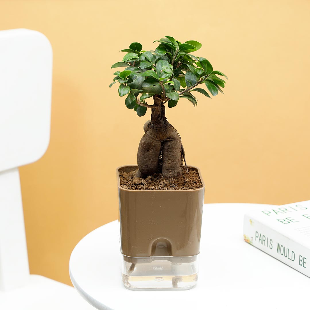 Microcarpa Bonsai In Self Watering Pot Buy Online
