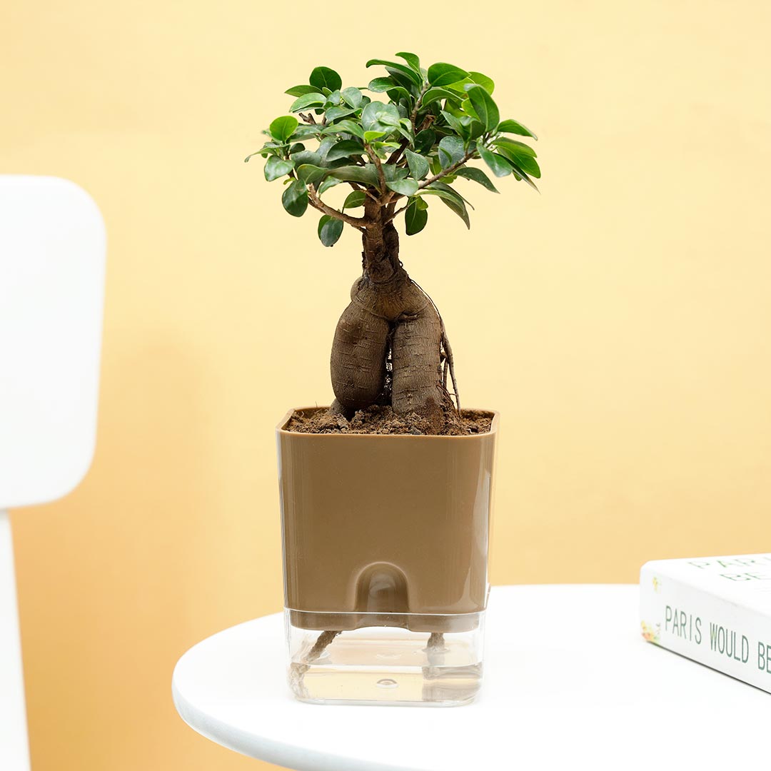 Microcarpa Bonsai In Self Watering Pot