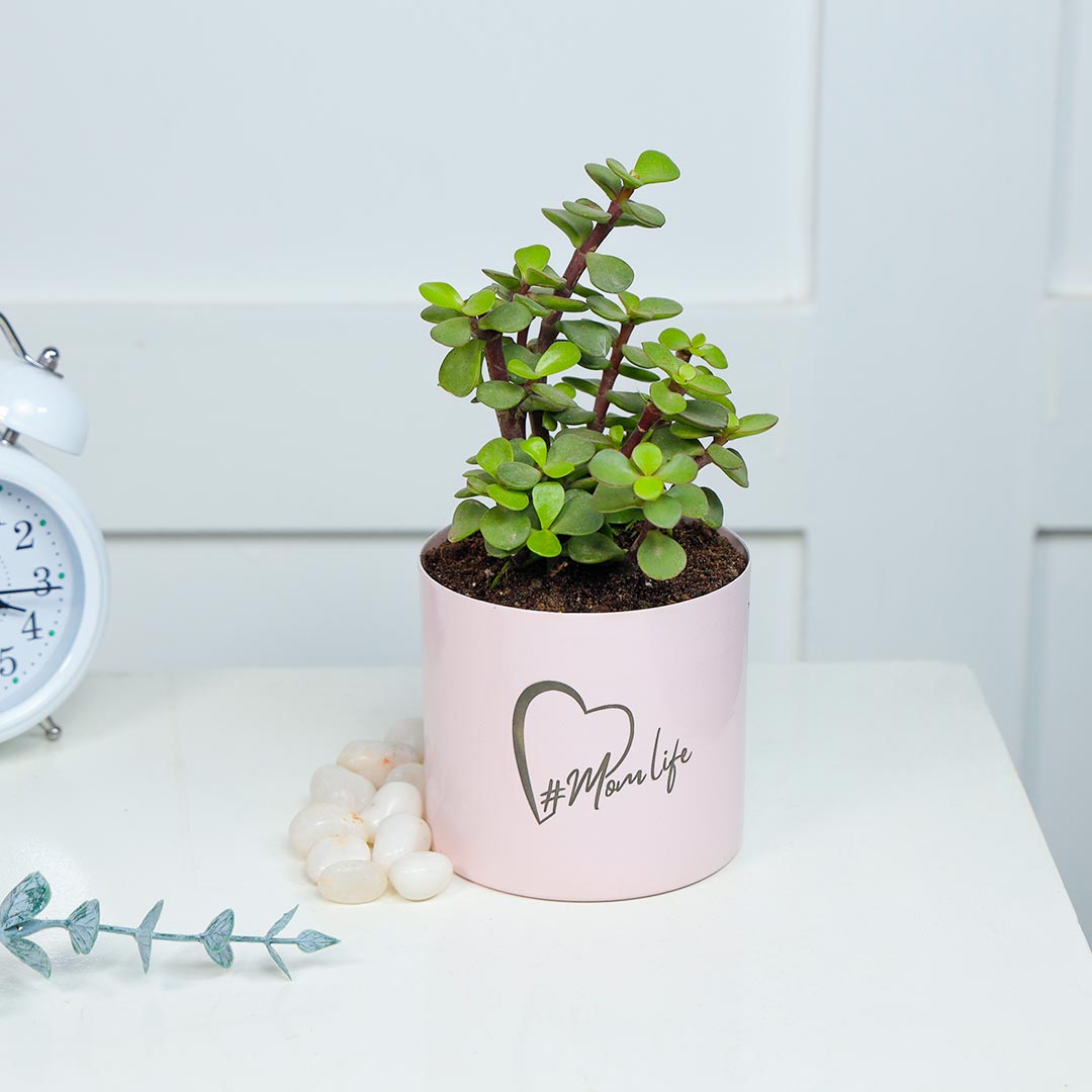 #Momlife Jade Plant In Cute Pink Pot