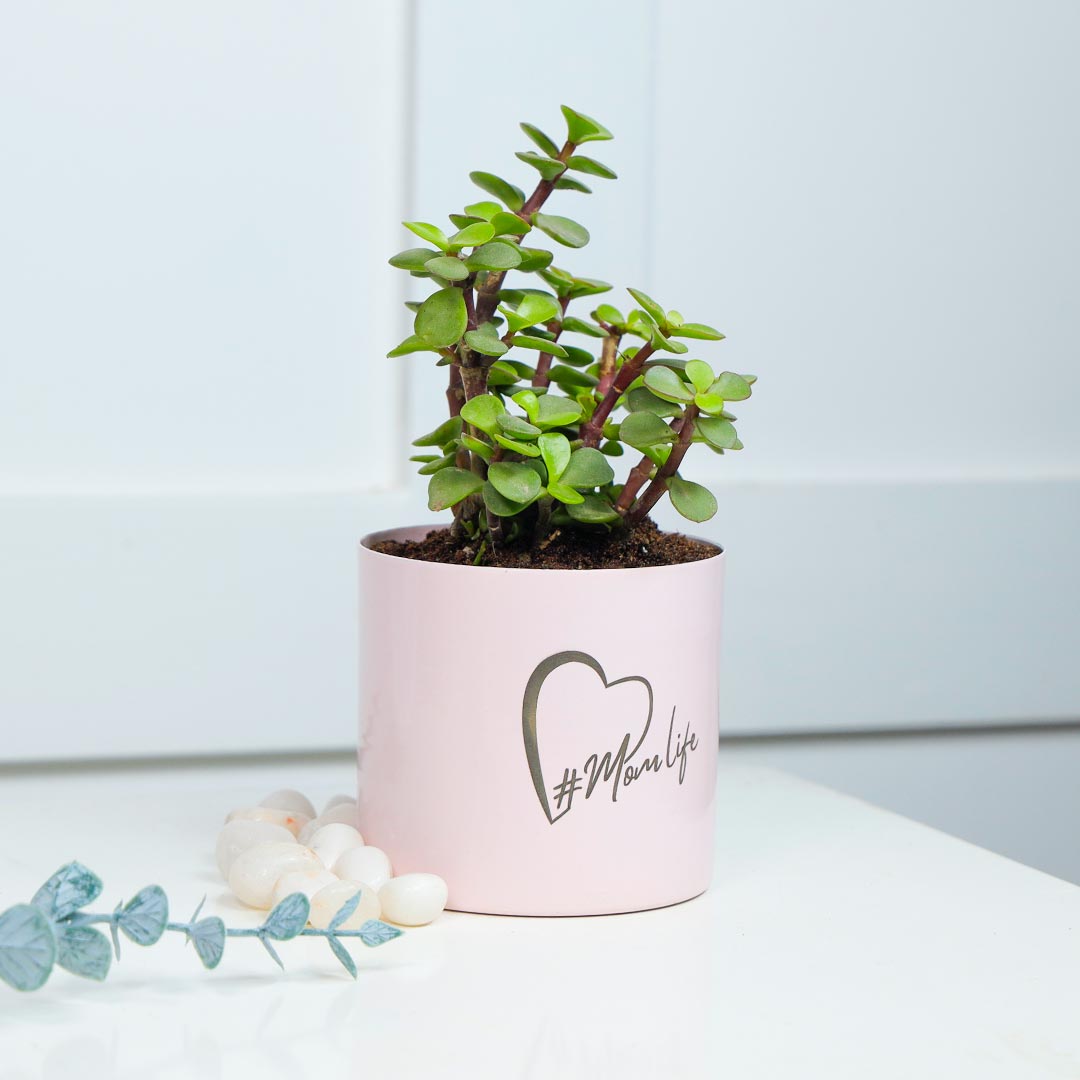 #Momlife Jade Plant In Cute Pink Pot