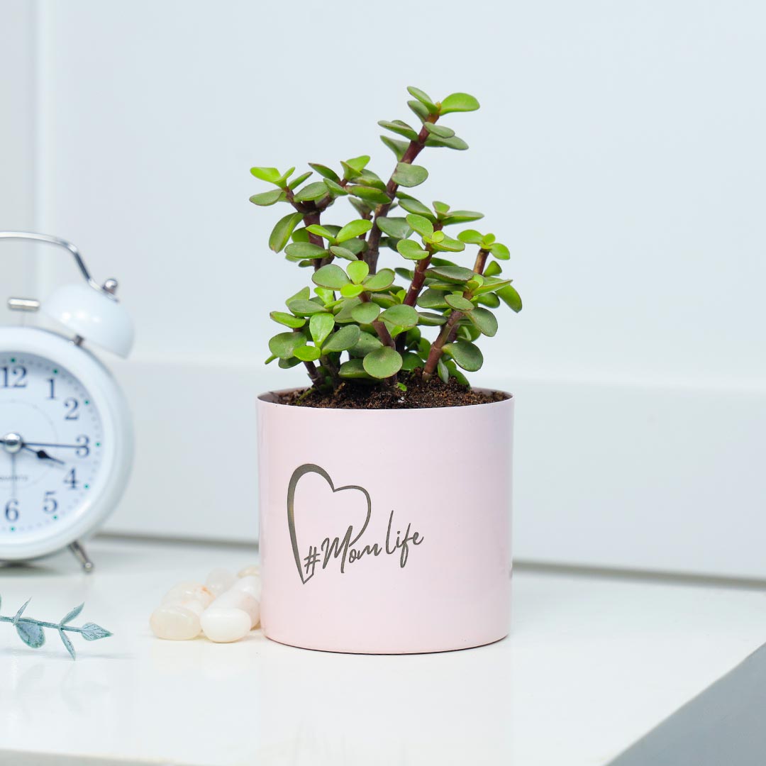 #Momlife Jade Plant In Cute Pink Pot