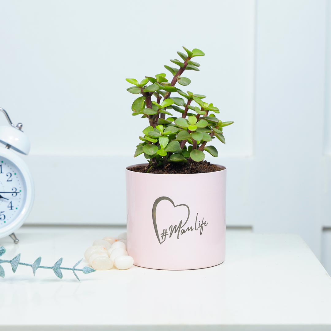 #Momlife Jade Plant In Cute Pink Pot