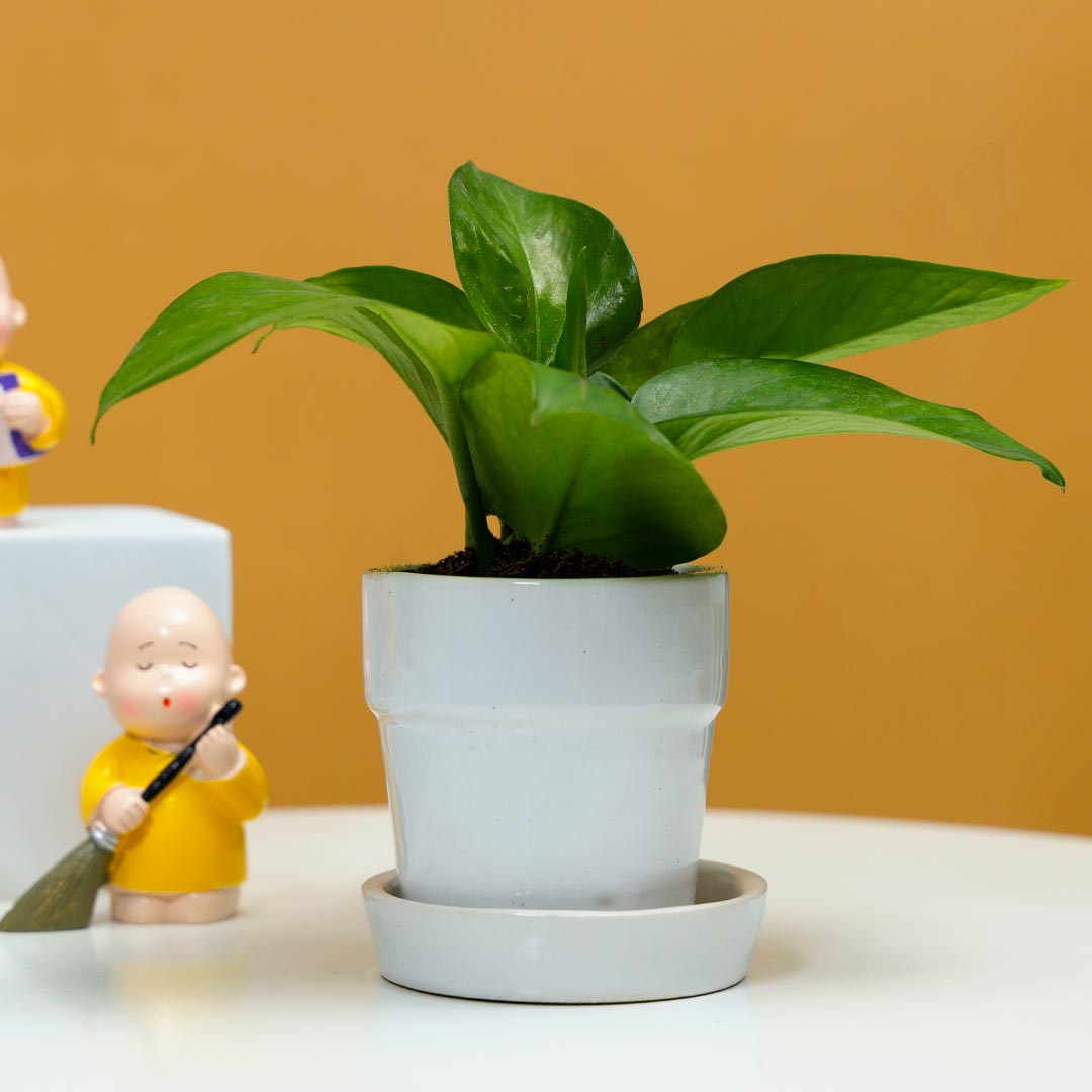 Money Plant In Ceramic Glass With Monk Set