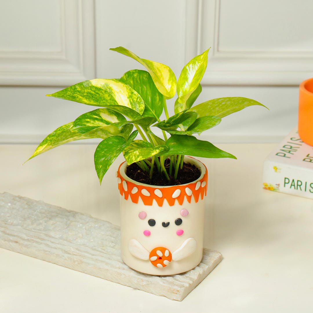Order Money Plant in Foody Teddy Handcrafted Pot