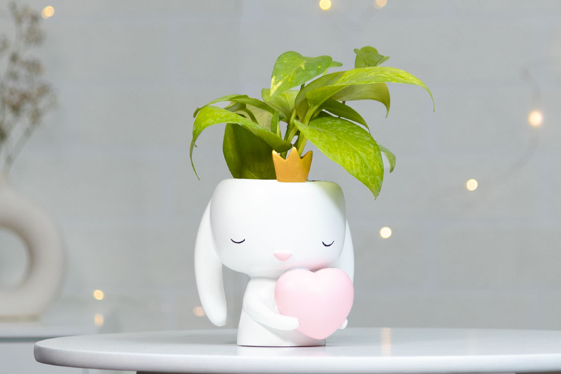 Money Plant in Heart Bunny