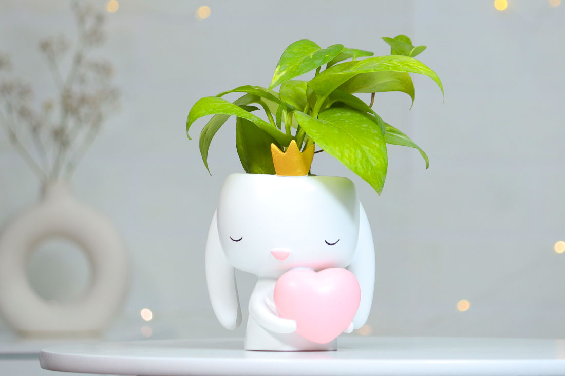 Money Plant In Heart Bunny