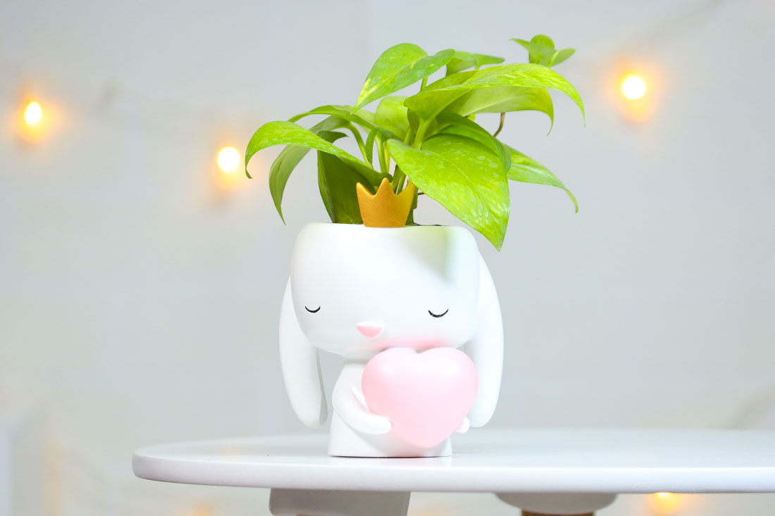 Money Plant In Heart Bunny