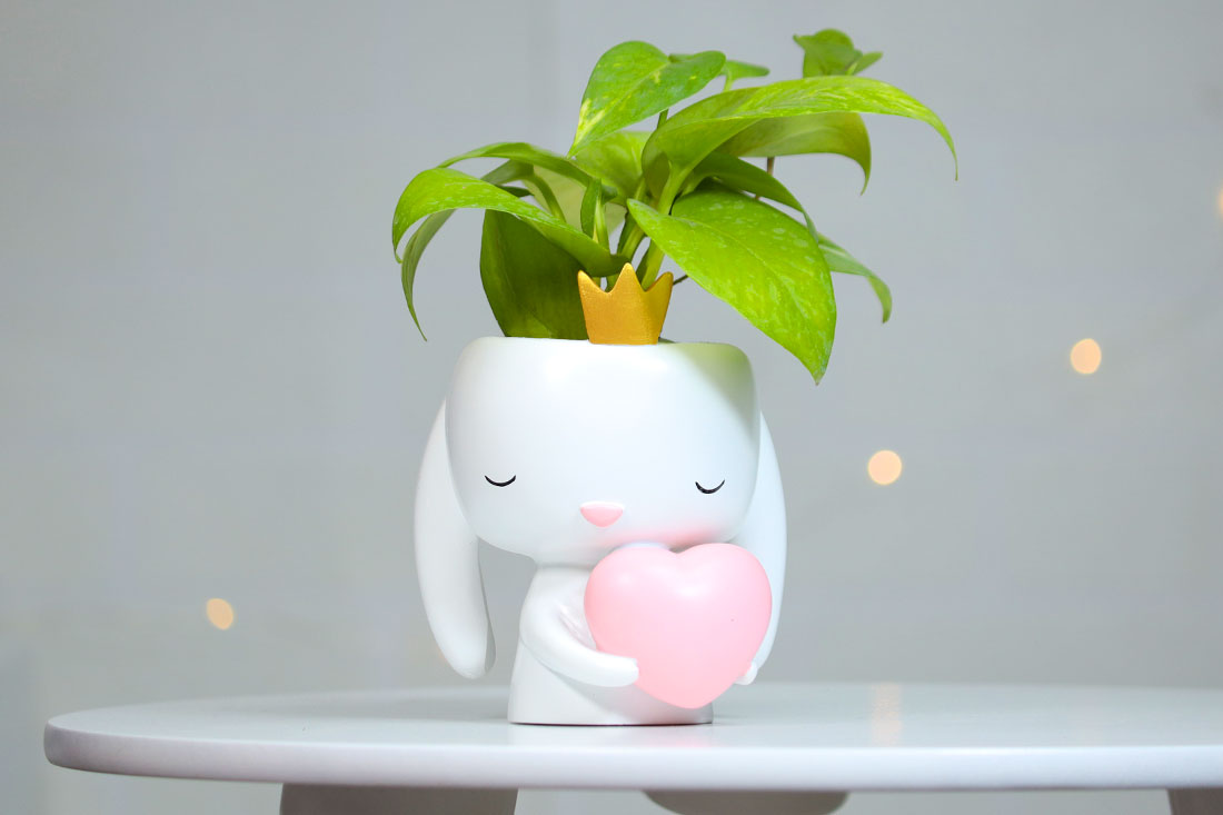 Money Plant In Heart Bunny