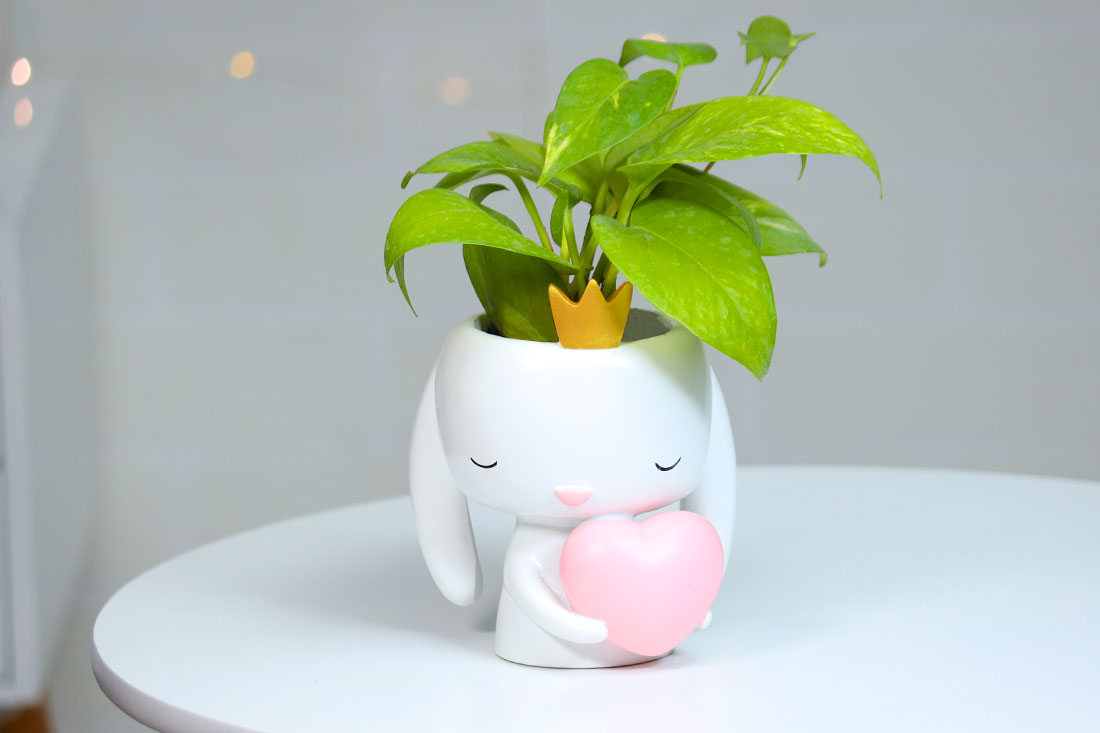 Money Plant In Heart Bunny