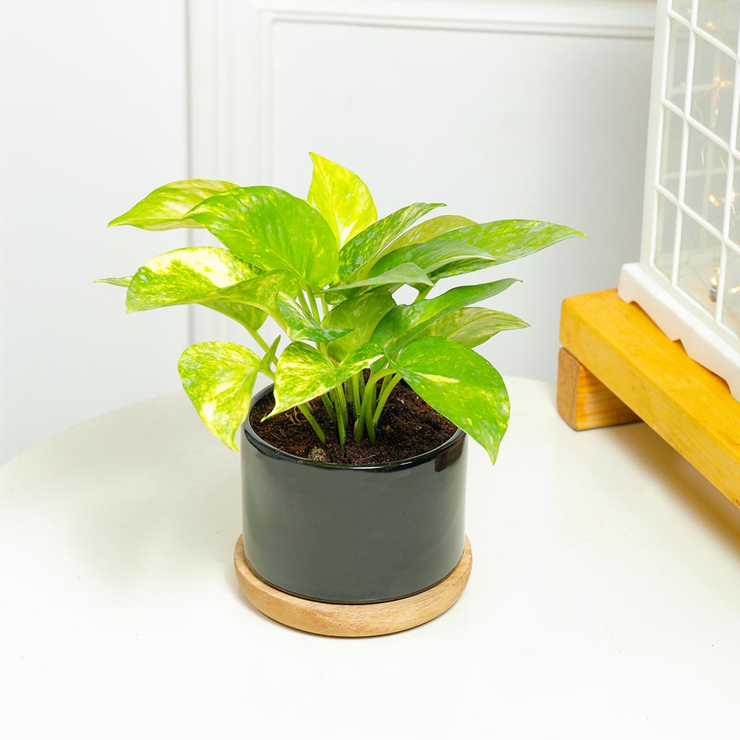 Money Plant In Stylish Ceramic Pot Buy Online
