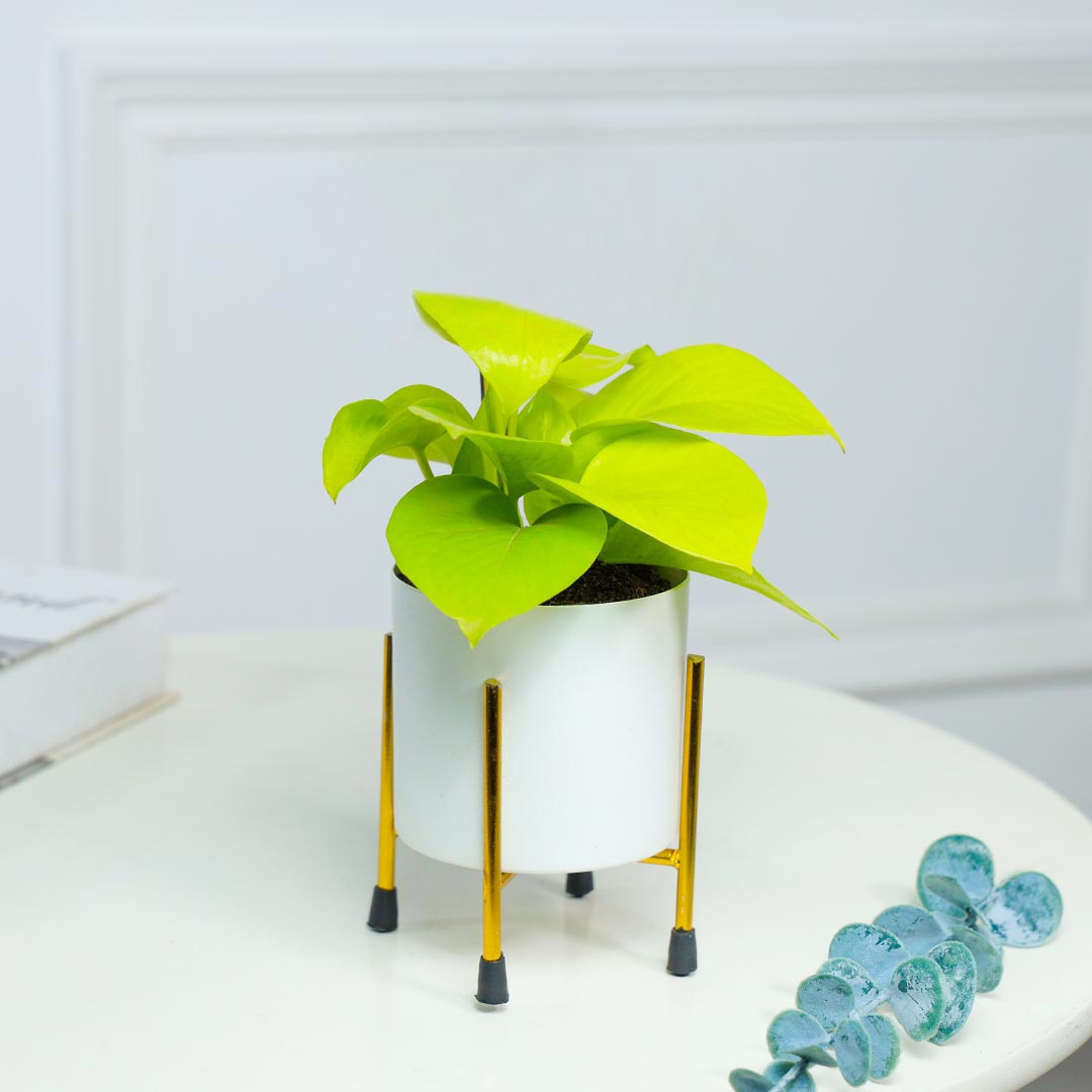 Money Plant In White Pot With Stand