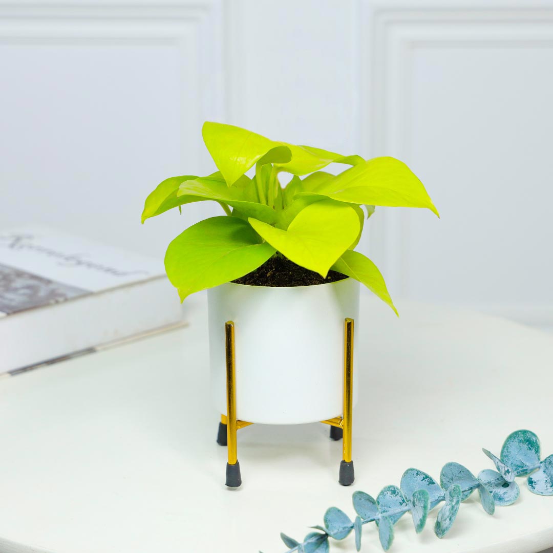 Money Plant In White Pot With Stand