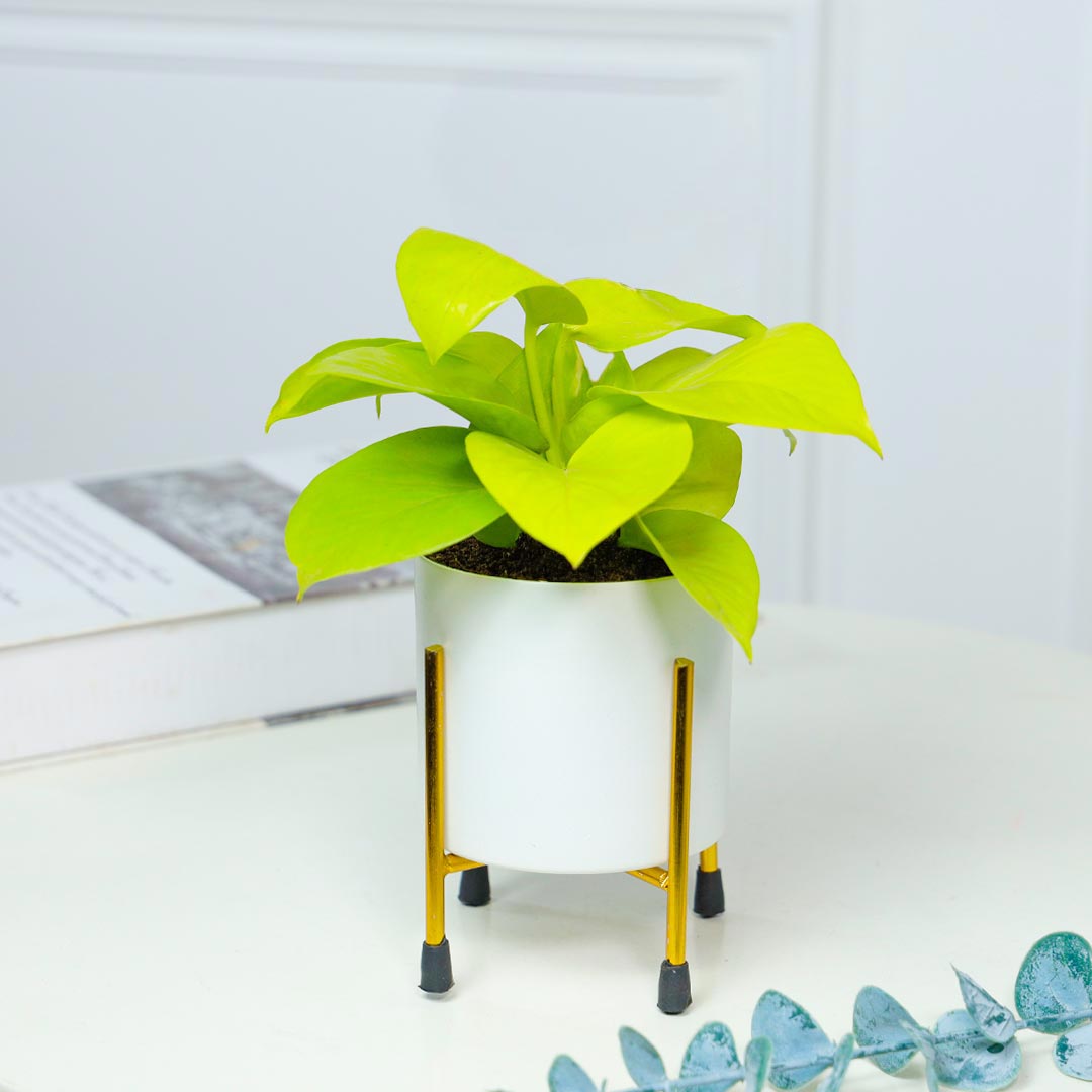 Money Plant In White Pot With Stand Send Now