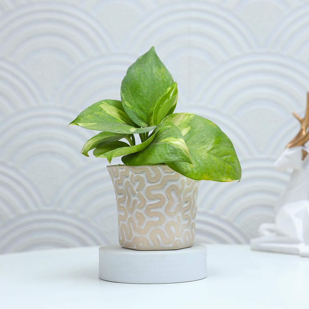 Money Plant with Little Monk