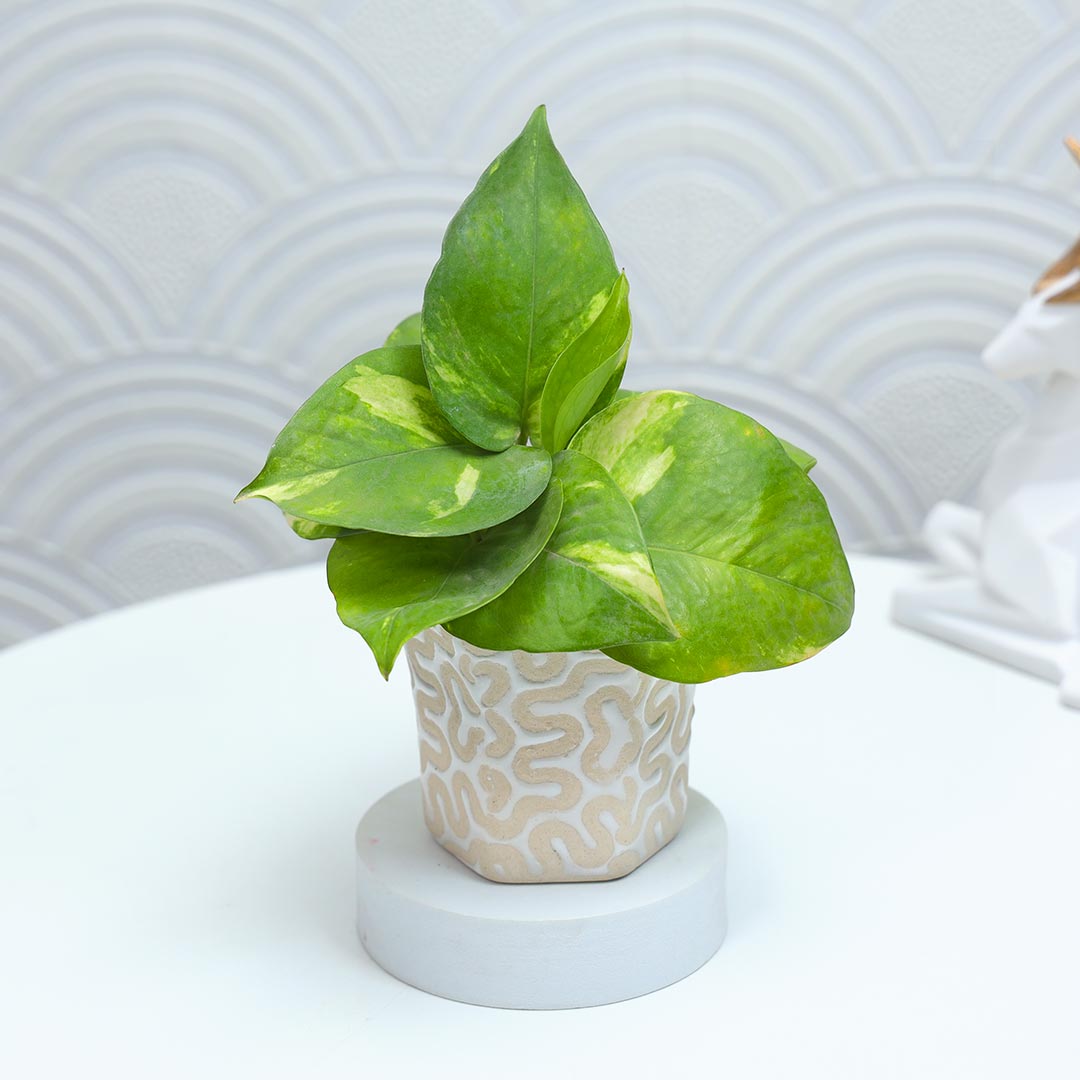 Money Plant with Little Monk