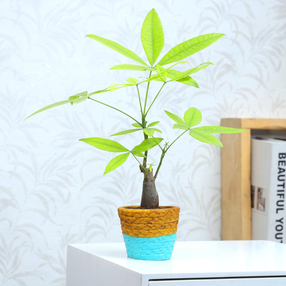 Send Pachira Bonsai In Vase Pot