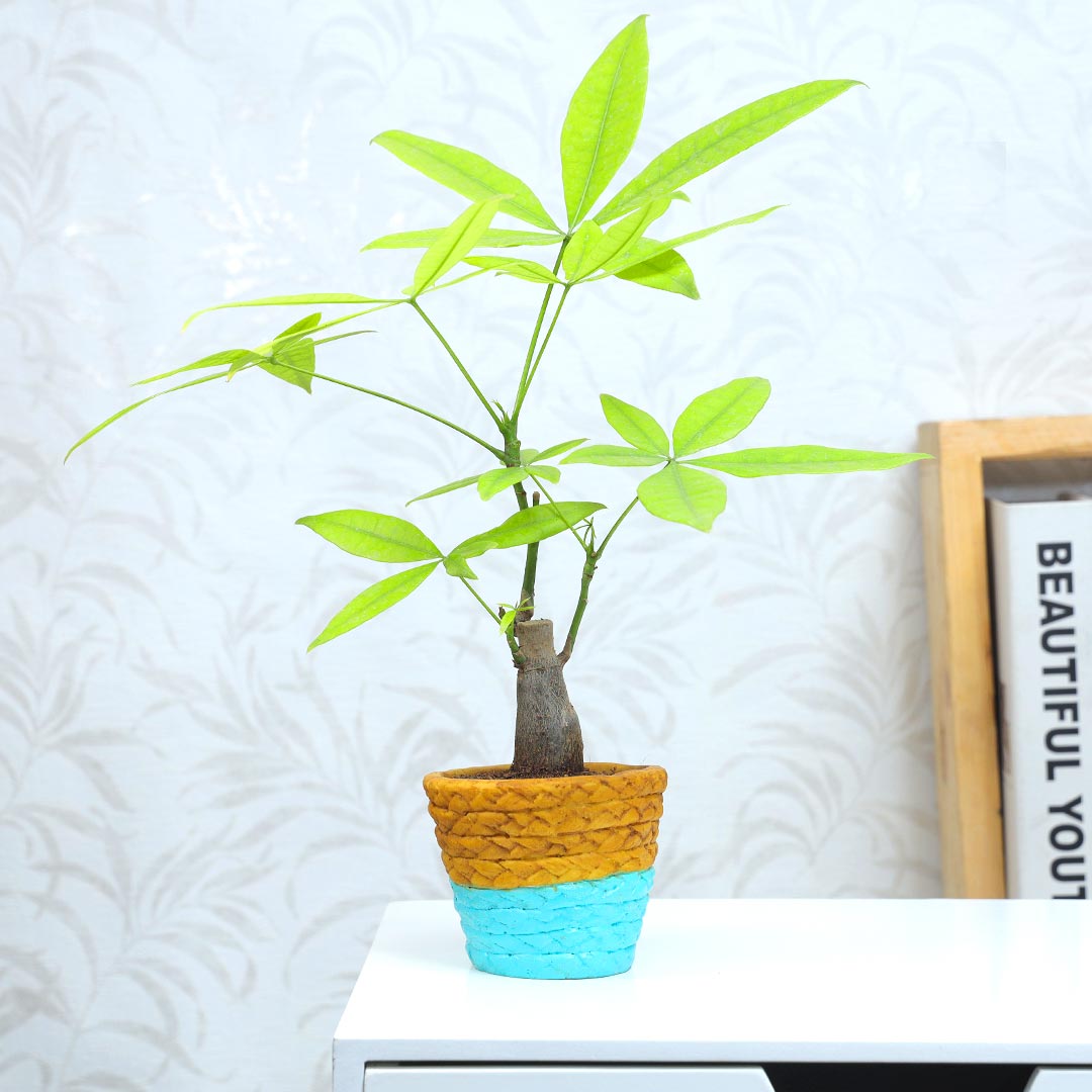 Pachira Bonsai In Vase Pot