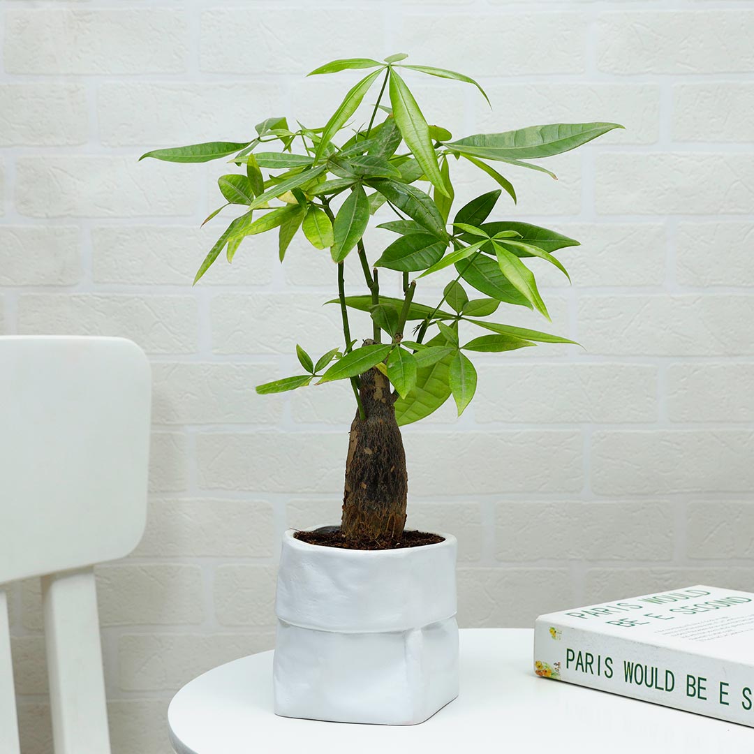 Pachira Bonsai In White Bag