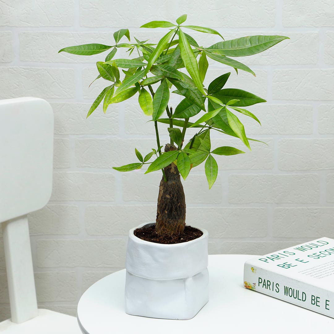 Pachira Bonsai In White Bag