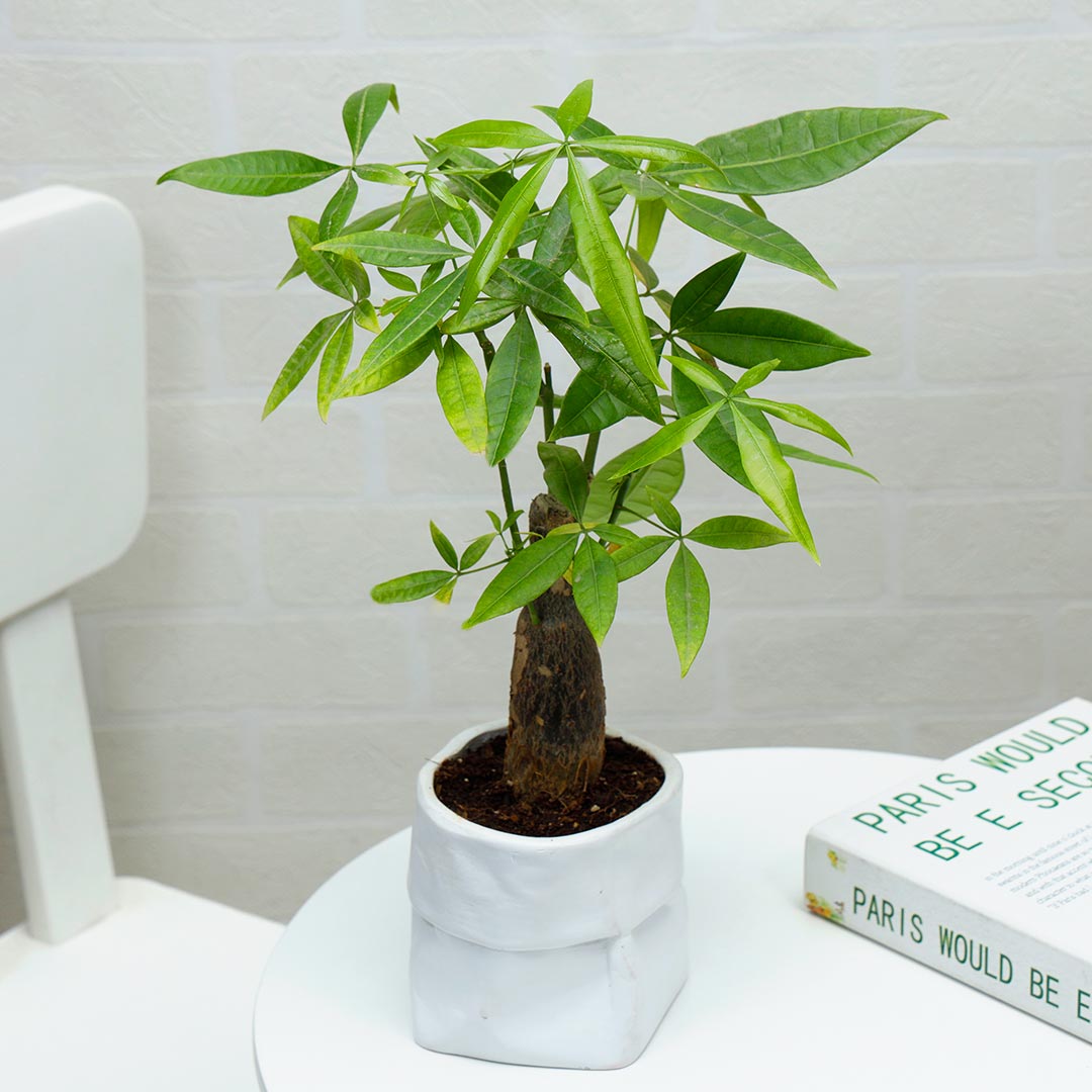 Pachira Bonsai In White Bag