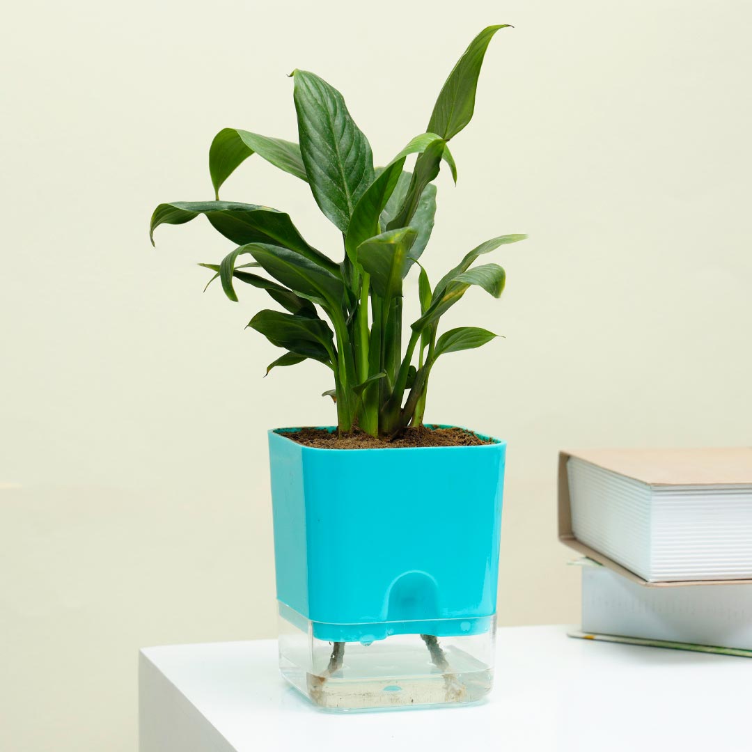 Buy Peace Lily In Blue Self Watering Pot