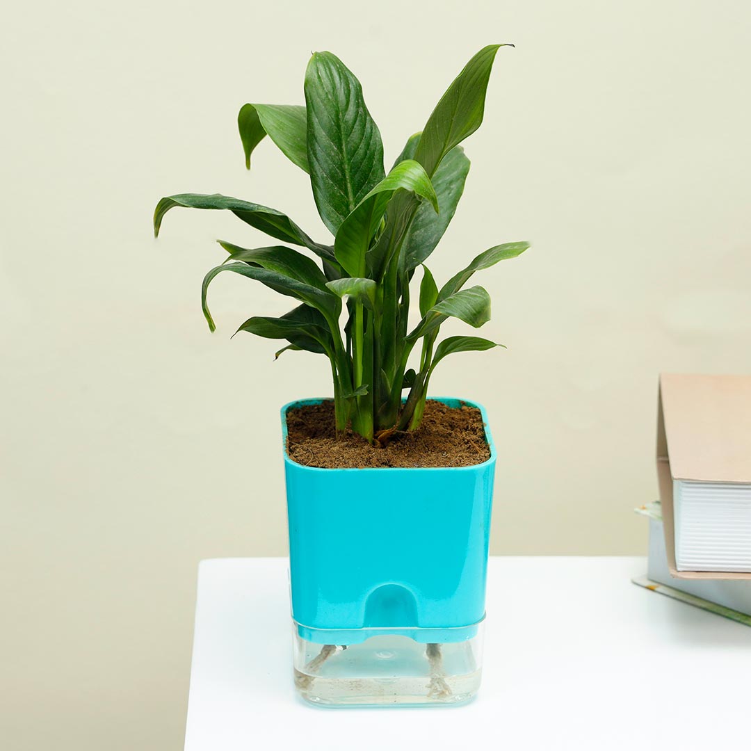 Peace Lily In Blue Self Watering Pot