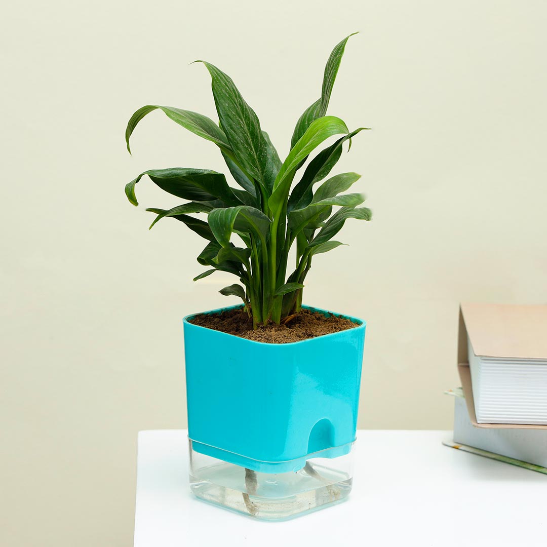 Peace Lily In Blue Self Watering Pot
