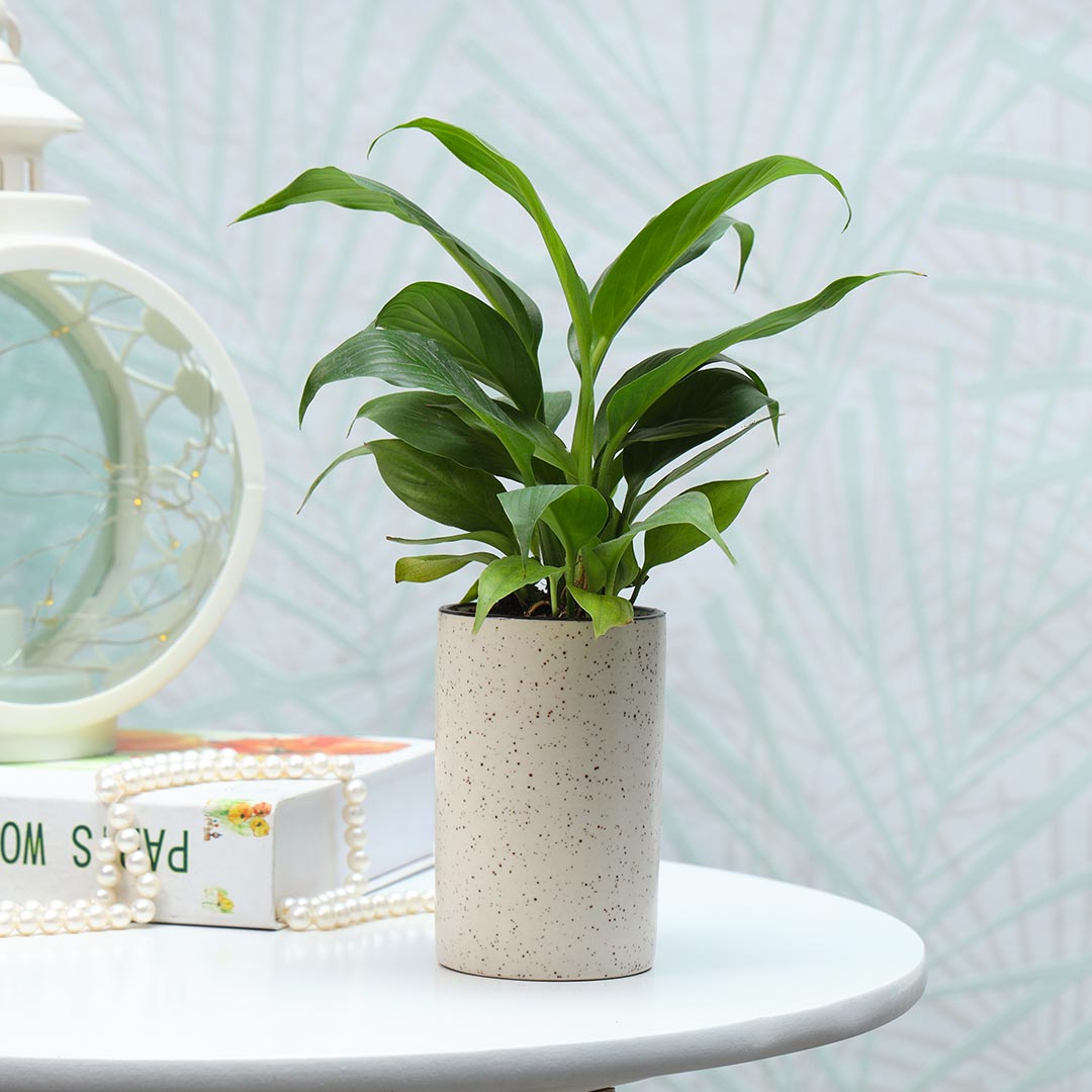 Peace Lily in pink ceramic cylindrical pot