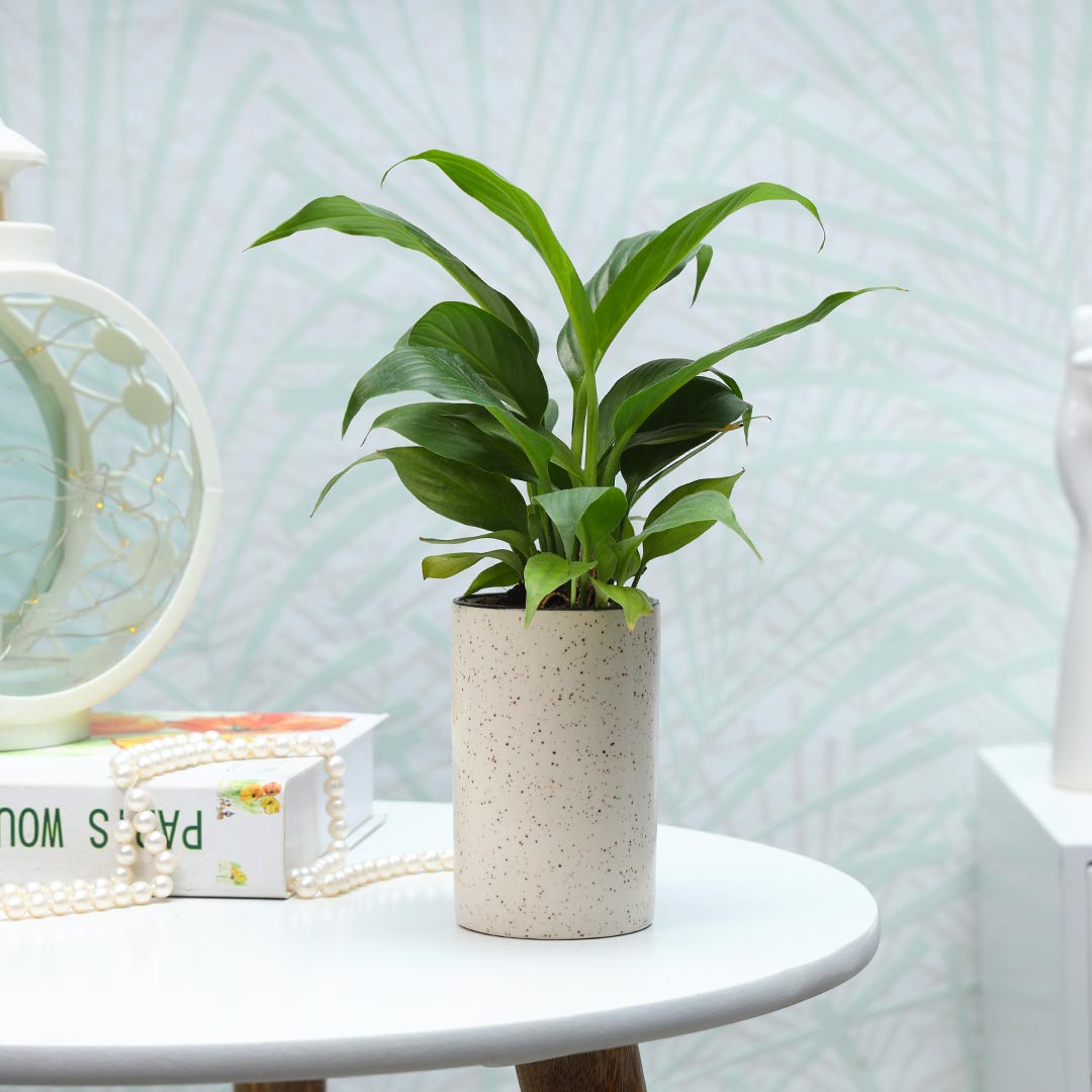 Peace Lily in pink ceramic cylindrical pot