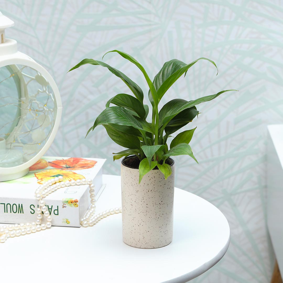 Peace Lily in pink ceramic cylindrical pot