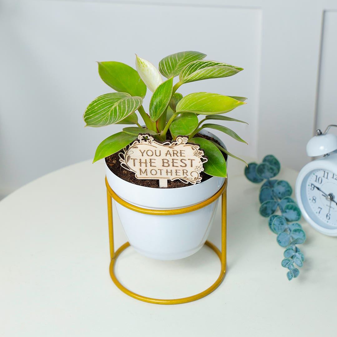 Perfect Birkin Philodendron For Best Mother