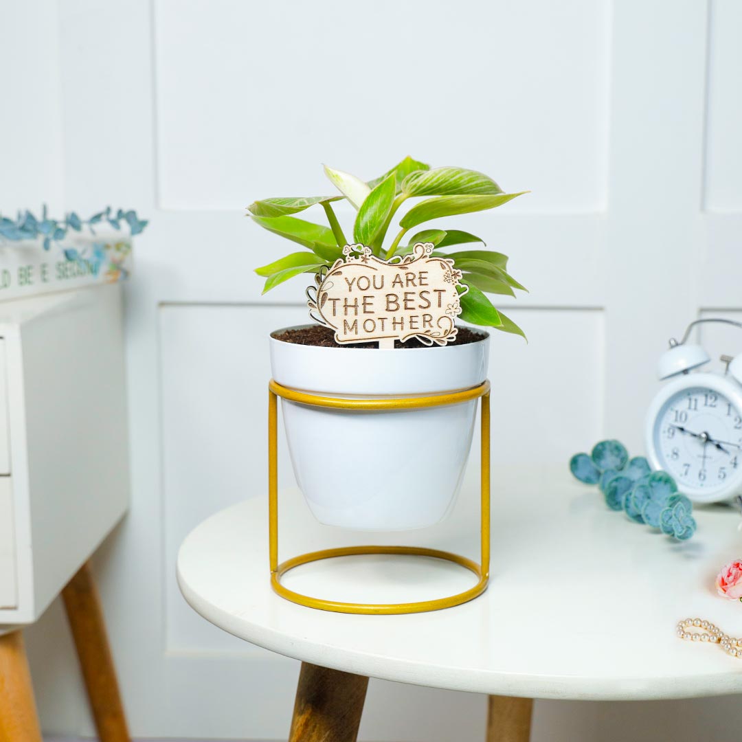 Perfect Birkin Philodendron For Best Mother