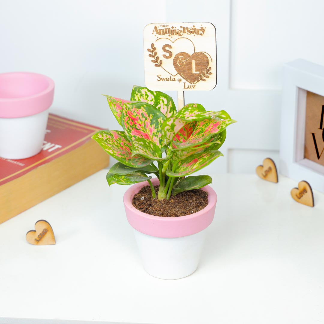 Personalised Anniversary Valentine Aglaonema Plant Order Now