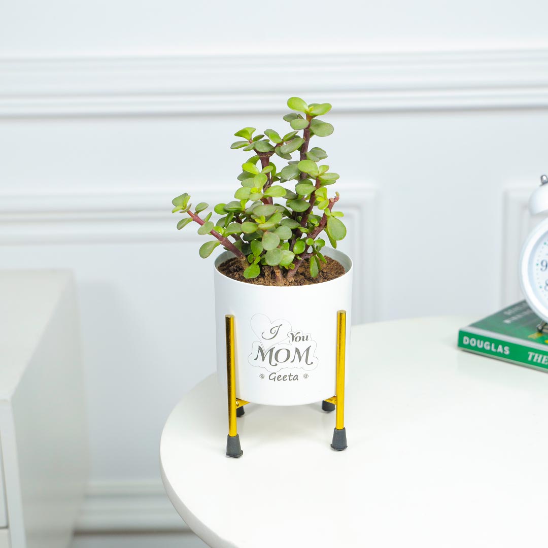 Personalised Jade Plant For Charming Mom