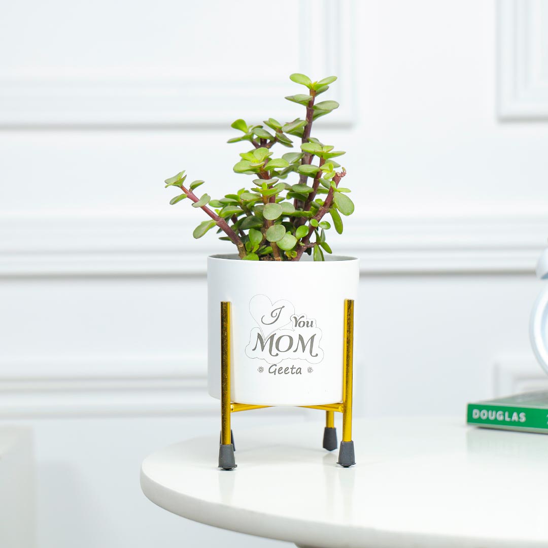 Personalised Jade Plant For Charming Mom