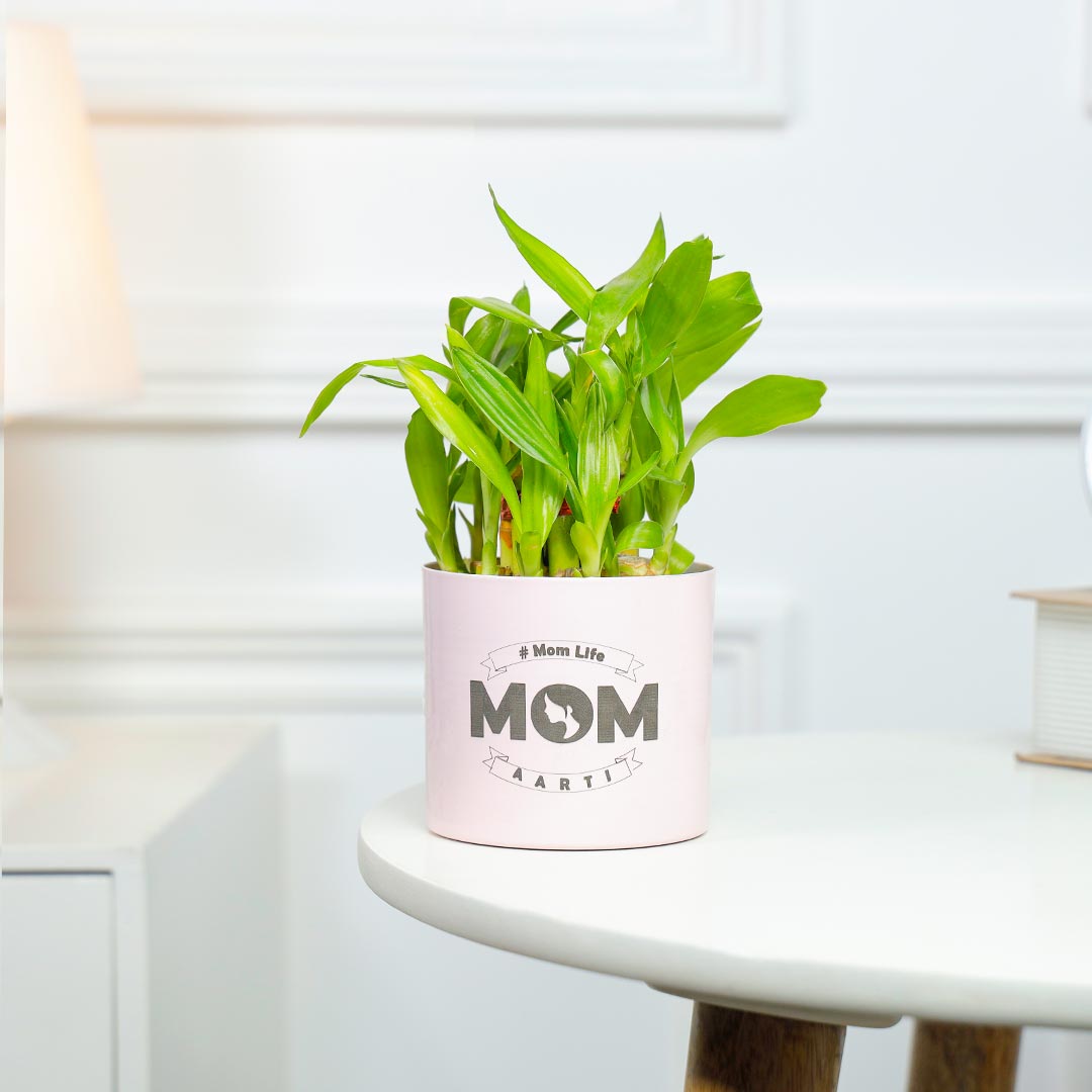 Order Personalised Lucky Bamboo For Mom In Pink Pot Online