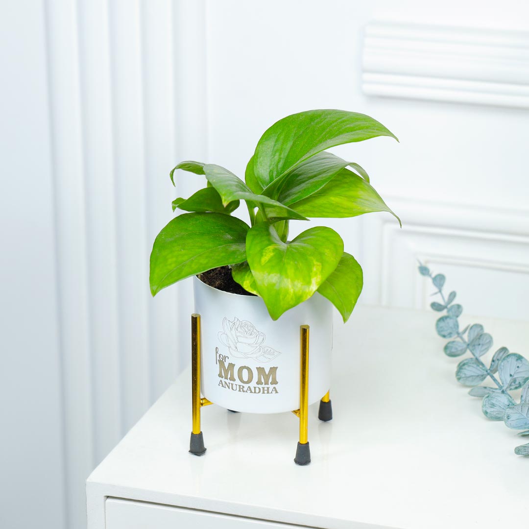 Personalised Money Plant For Mom