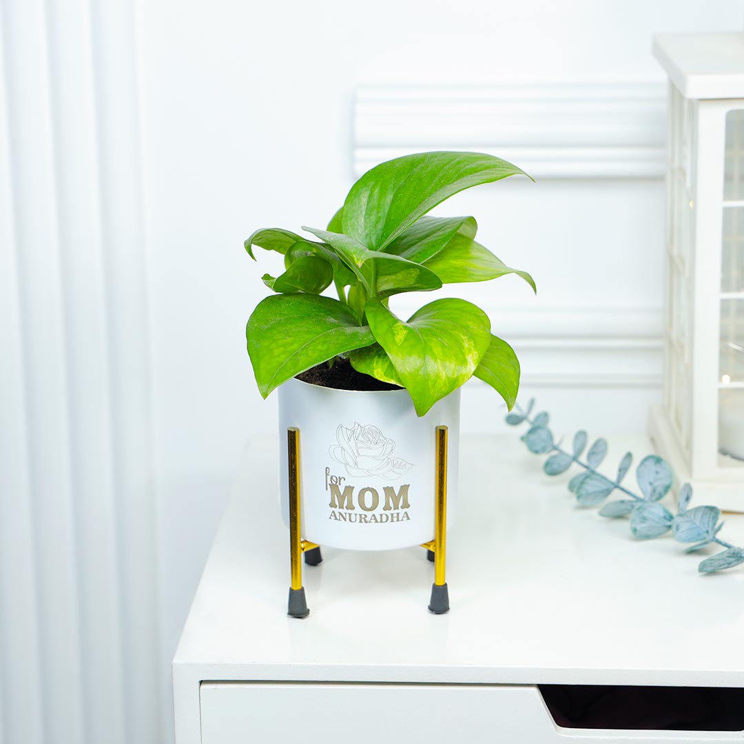 Personalised Money Plant For Mom