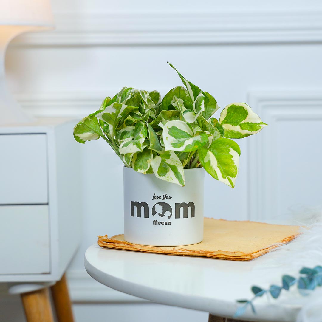 Personalised White Pothos For Mom In White Pot Online