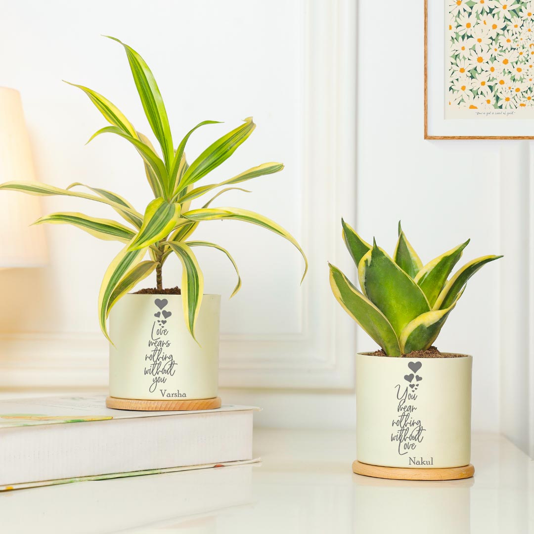 Order Personalized Amazing Combo Of 2 Air Purifying Plant For Love Online