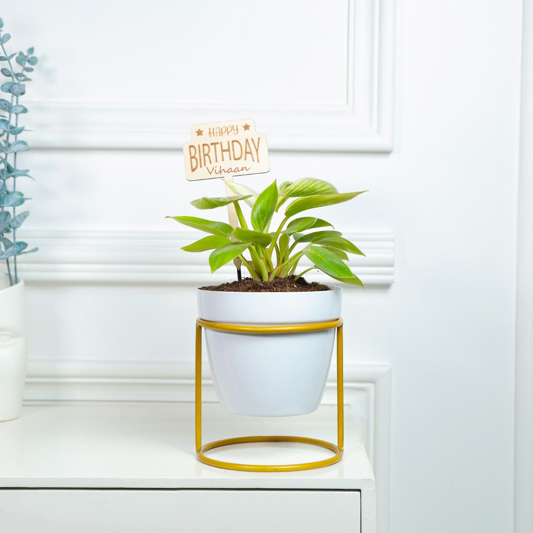 Order Personalized Birthday Birkin Philodendron With Decent Pot Online