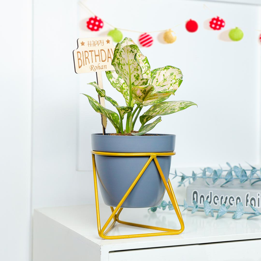 Personalized Birthday Snow White Aglaonema Plant