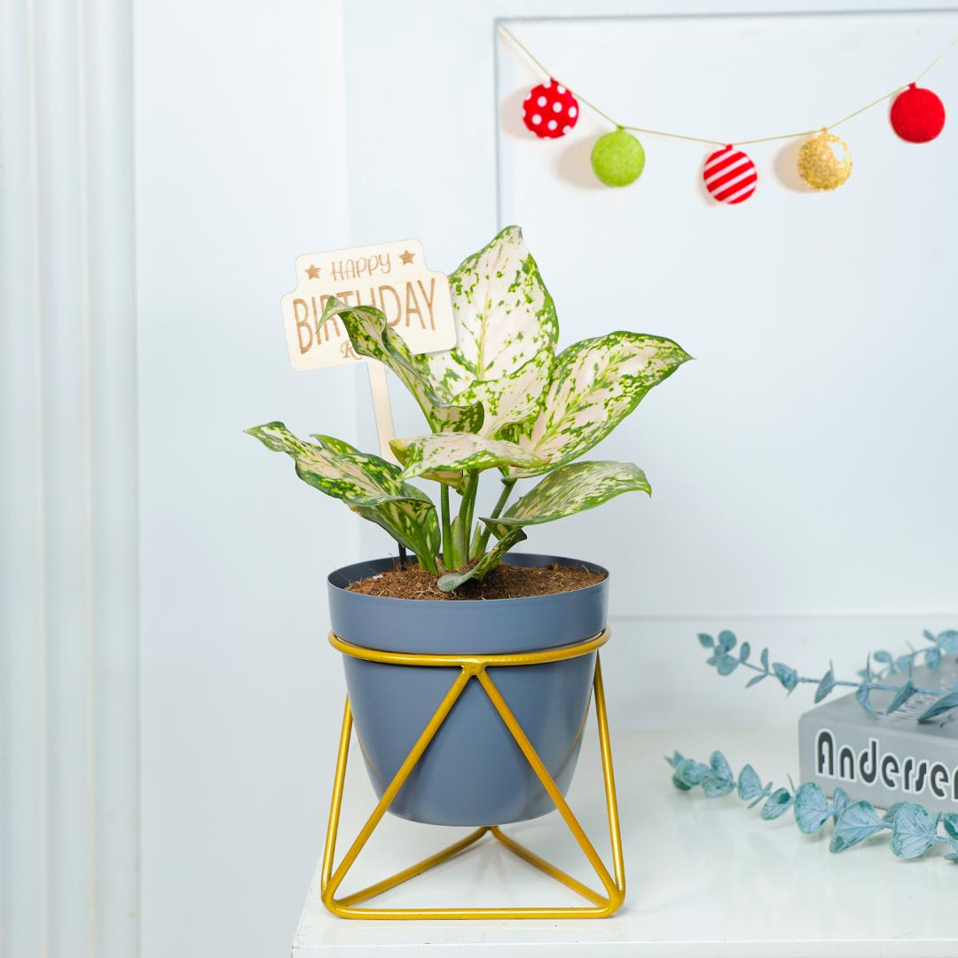 Personalized Birthday Snow White Aglaonema Plant