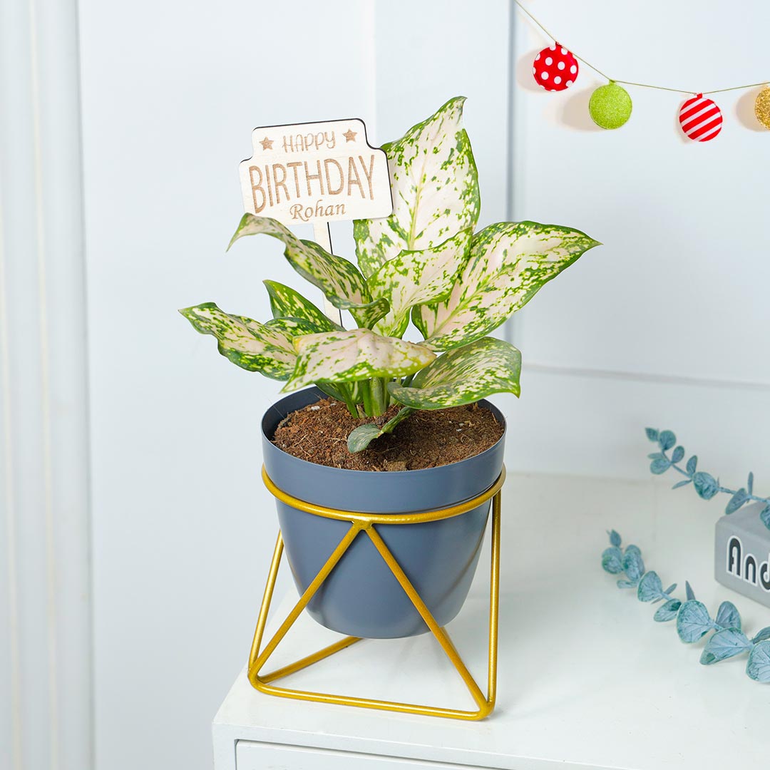 Personalized Birthday Snow White Aglaonema Plant