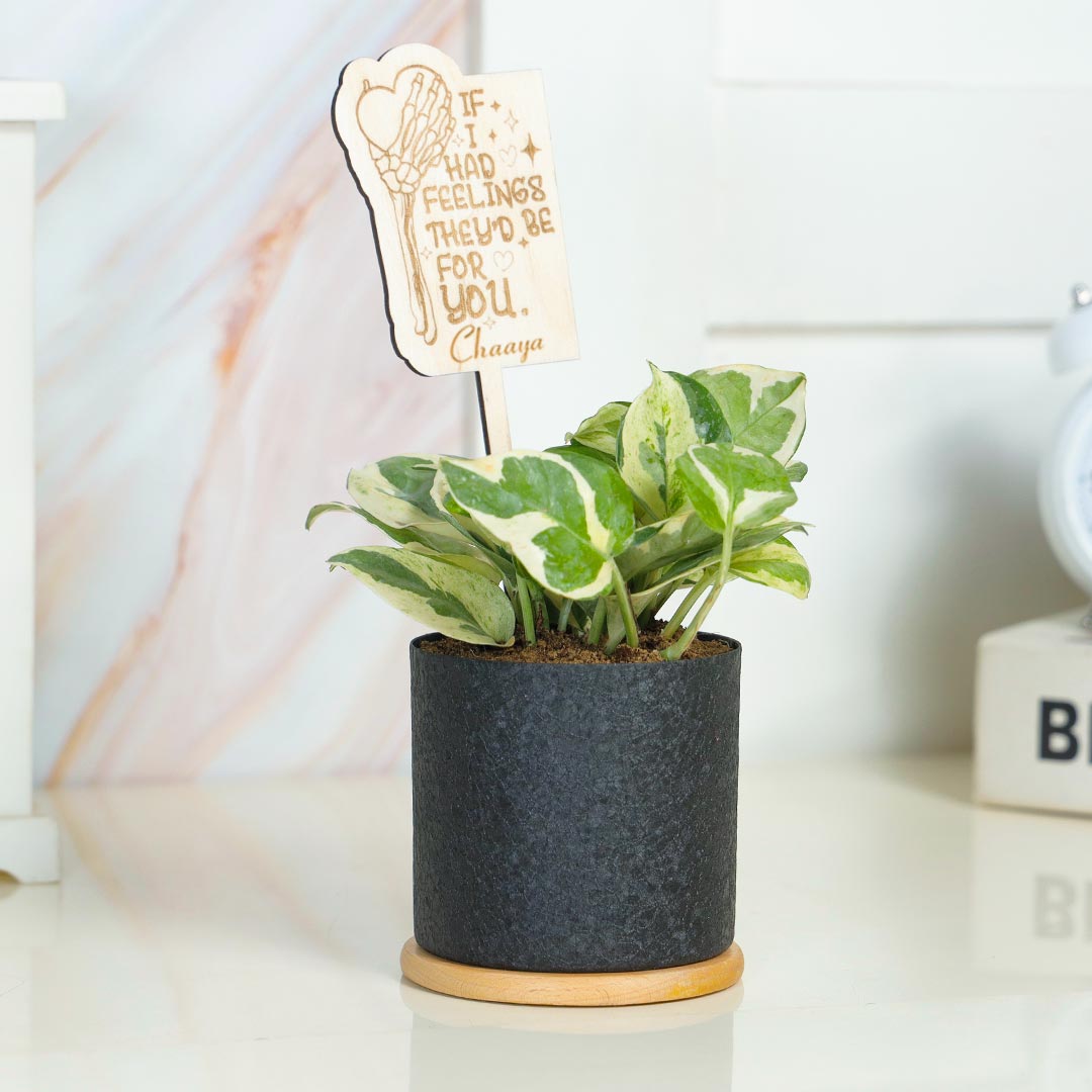 Personalized Feelings For you - White Phothos In Textured Black Pot