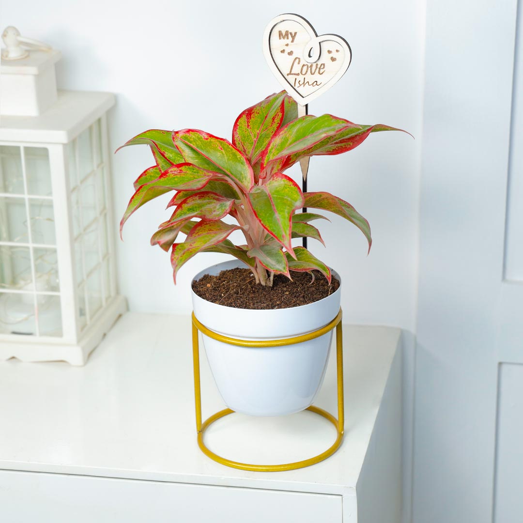 Personalized Love Red Lipstick Aglaonema Plant