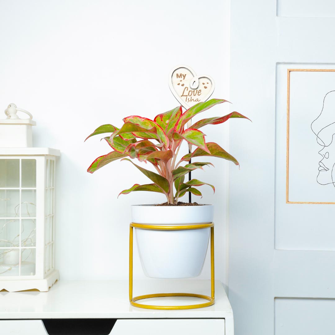 Personalized Love Red Lipstick Aglaonema Plant Order Now