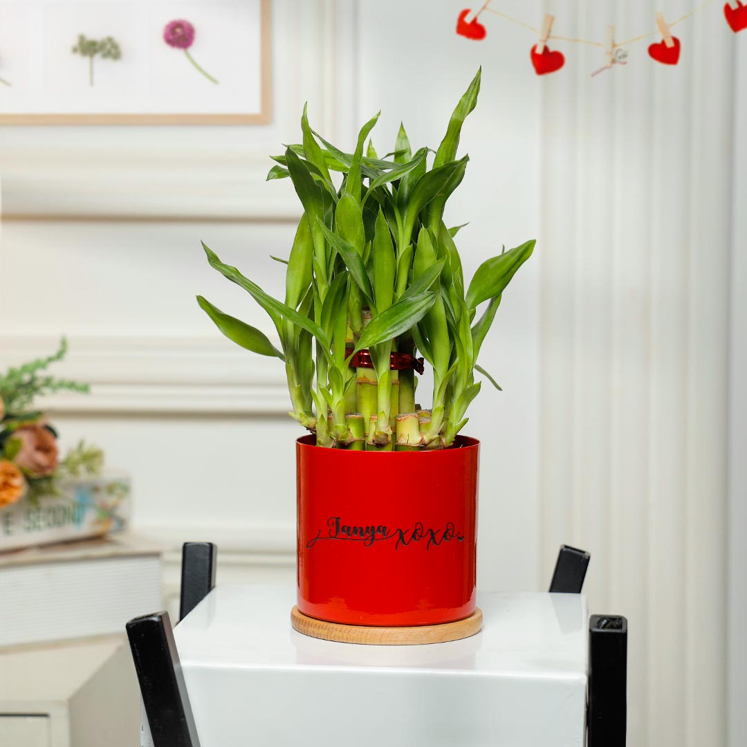 Personalized XOXO Love Lucky Bamboo In Red Planter Buy Online