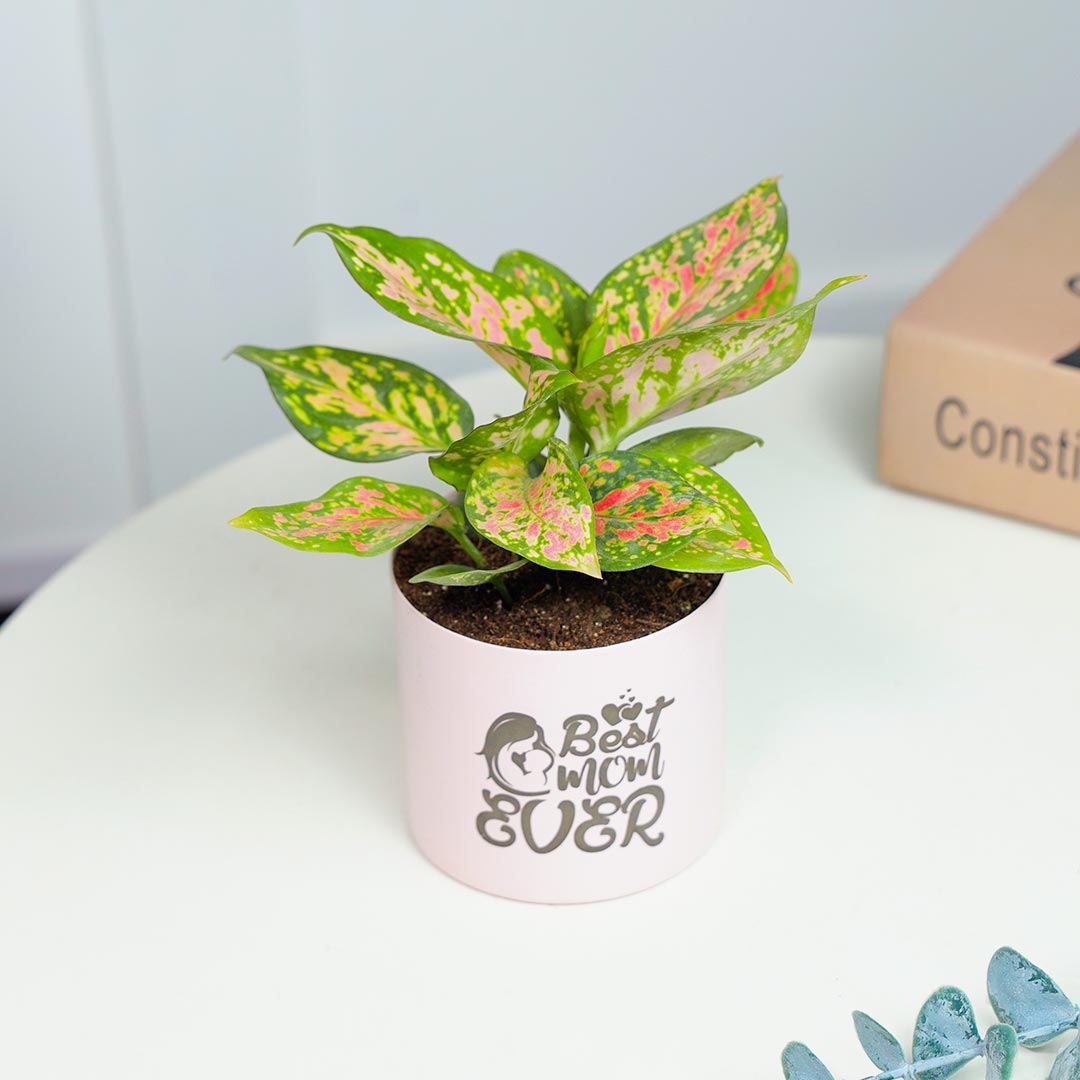 Pink Aglaonema Plant For Best Mom Ever